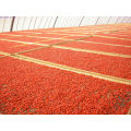 Bulk Goji Berries Originaire De Ningxia